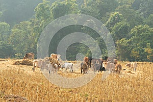 Cows on stubble fields. photo