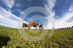 Cows