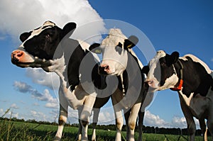 Cows