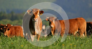 Cows photo