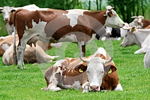 Krávy 