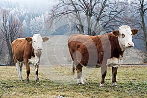 Cows img