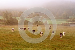 Cows