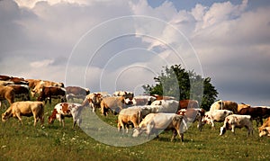 Cows