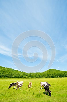 Cows