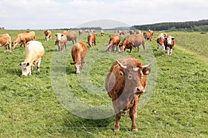 Cows