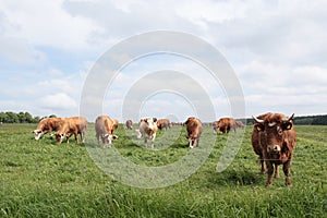 Cows