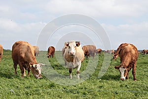 Cows