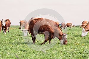 Cows