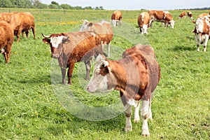 Cows