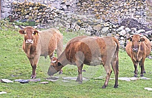 Cows in Adishi village, Georgia