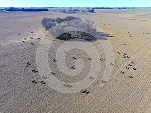 Cows , , Pampas, Argentina photo