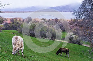 Cows in Agios Achilios island in Small Prespa lake, Florina, Greece