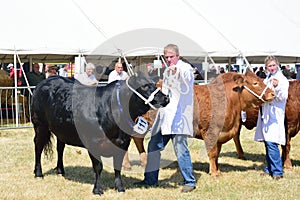 Cows in agricultural show Tendring Essex