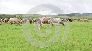 Cows of all stripes graze in a meadow