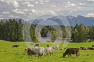 Cows in Allgaeu