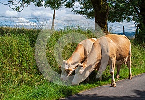 Cows along the road in the Aubrac region of southern France photo
