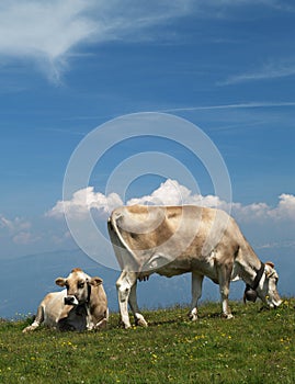 Cows on alp