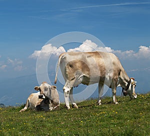 Cows on alp