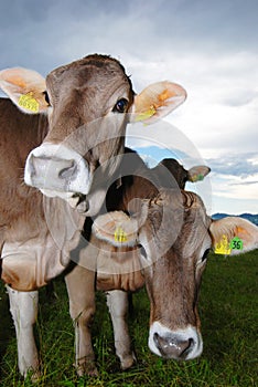 Cows on alp photo