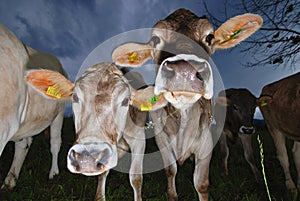 Cows on alp