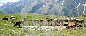 Cows on an alp