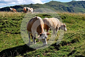 Cows on the alp