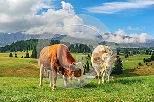 Cows in Alpi di Siusi, Dolomites photo
