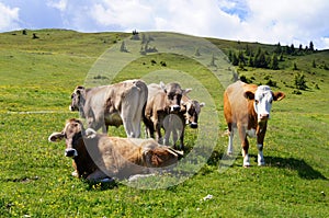 Cows in an Alpine