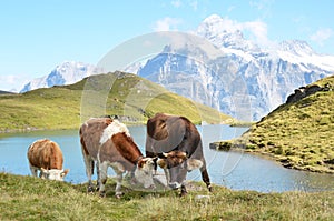 Cows in an Alpine meadow