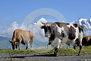 Cows on alpine meadow