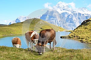Cows in an Alpine meadow