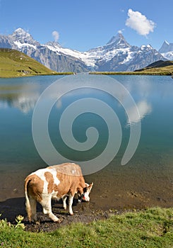 Cows in an Alpine meadow.