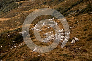 Cows in an Alpine meadow in autumn