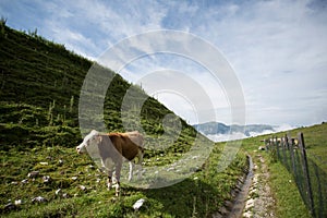 Cows on Alpine Pasture