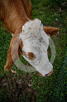 Cows on Alpine Pasture