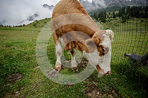 Cows on Alpine Pasture