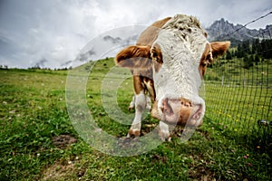 Cows on Alpine Pasture