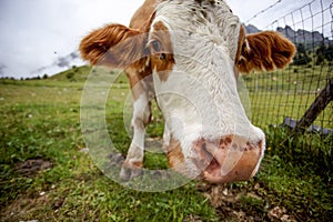 Cows on Alpine Pasture