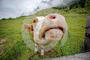 Cows on Alpine Pasture