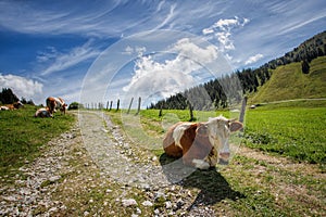 Cows on Alpine Pasture