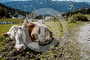 Cows on Alpine Pasture