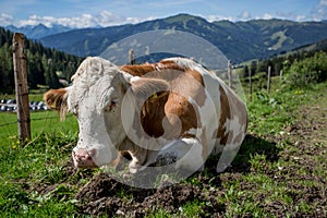 Cows on Alpine Pasture