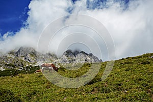 Cows on Alpine Pasture