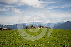 Cows on Alpine Pasture