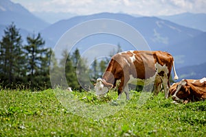 Cows on Alpine Pasture