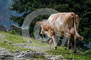 Cows on Alpine Pasture