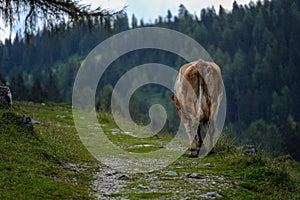 Cows on Alpine Pasture