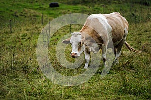 Cows on Alpine Pasture