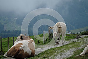 Cows on Alpine Pasture